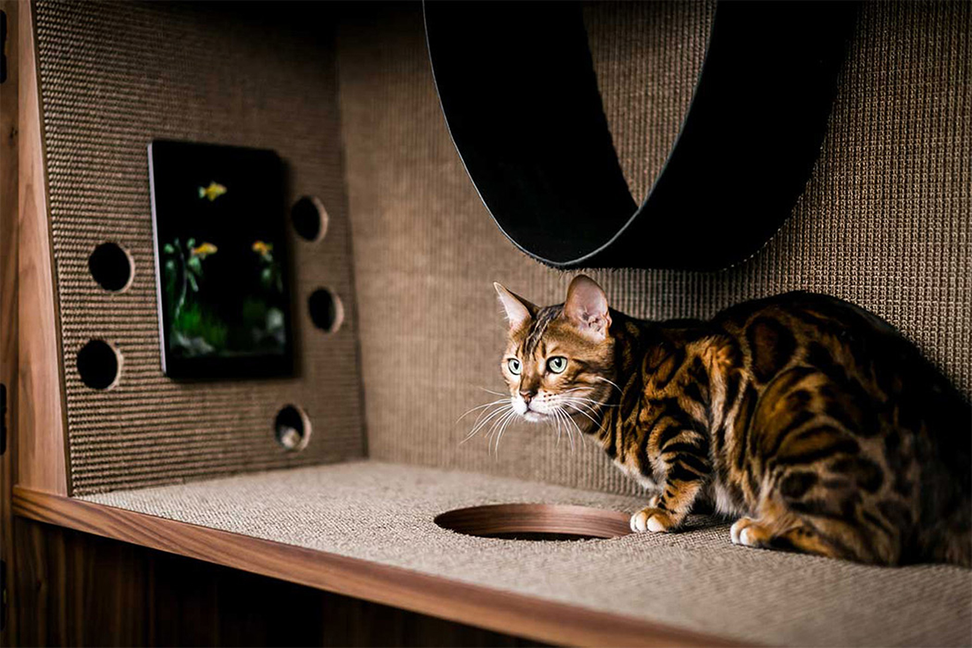 Мебель для кошек своими руками. 12 крутых идей дизайнерской мебель для домашних животных с видео