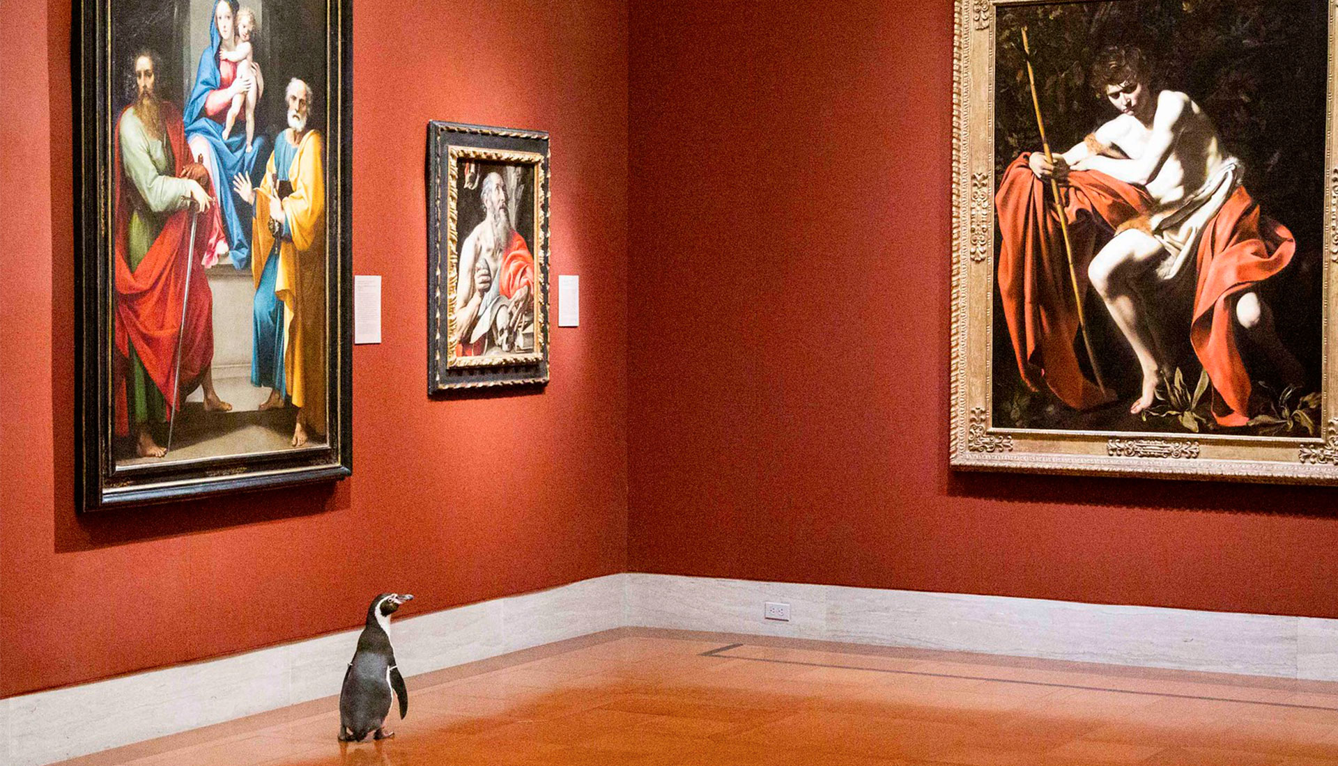 Экскурсия для пингвинов: коллаб музея и зоопарка