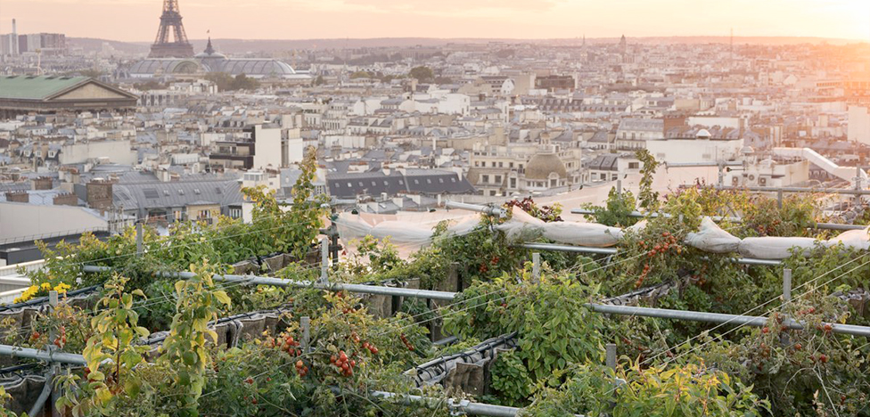 Тайный сад на крыше Galeries Lafayette