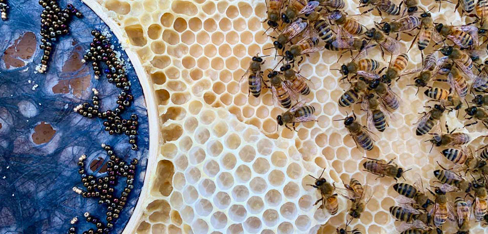 Ава Рот: женское искусство, пчелы и рукоделие