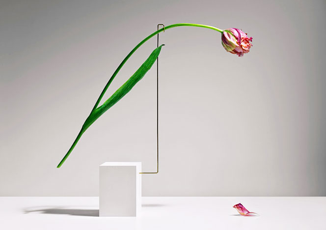 Карл Кляйнер: фотография цветка