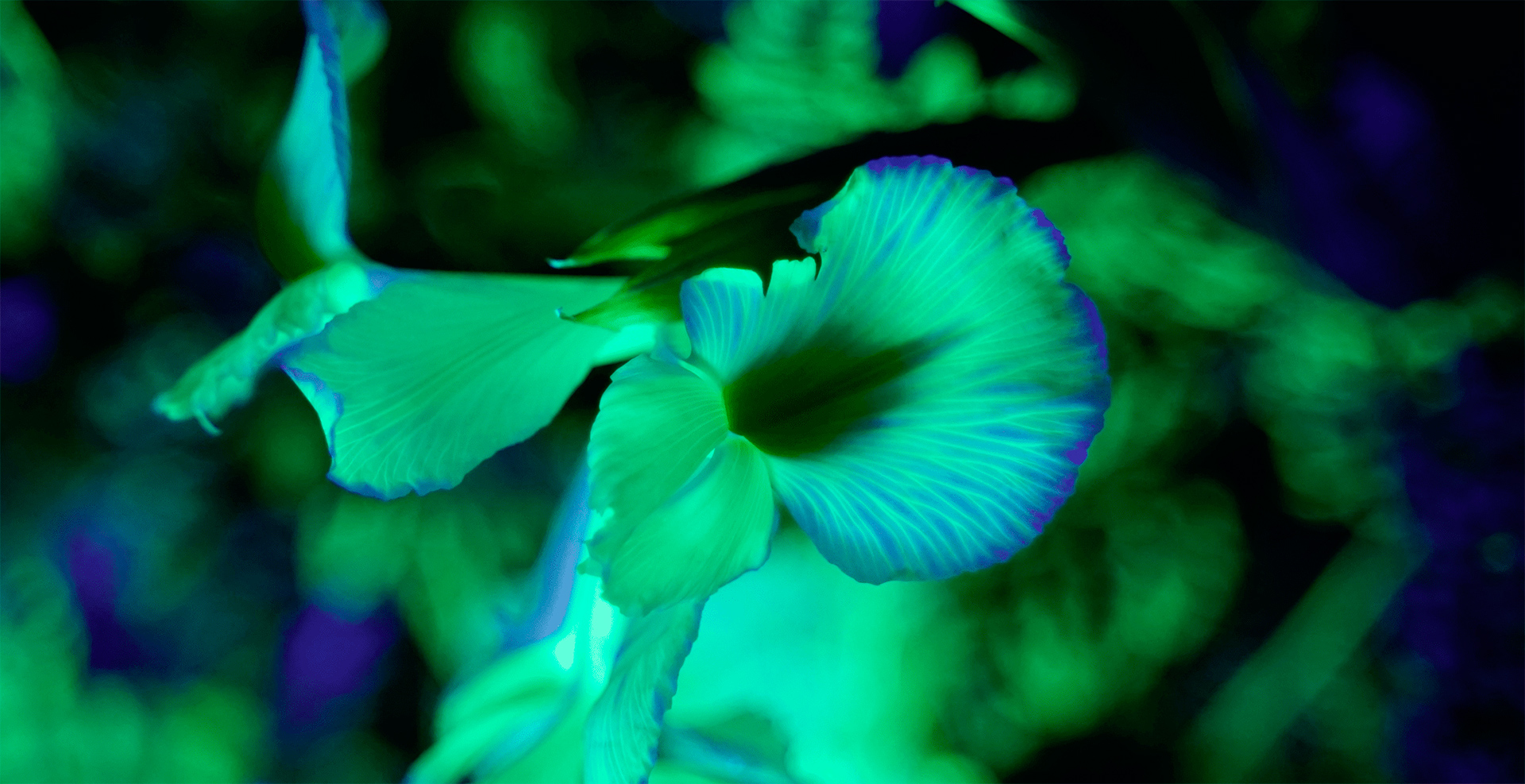 Aglaé: флуоресцентные цветы и листья