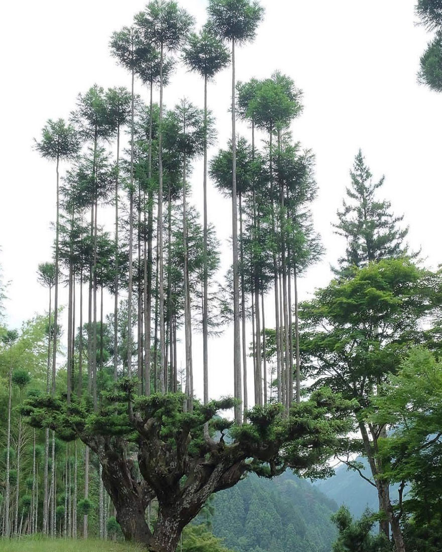 Японки в бамбуковом лесу.