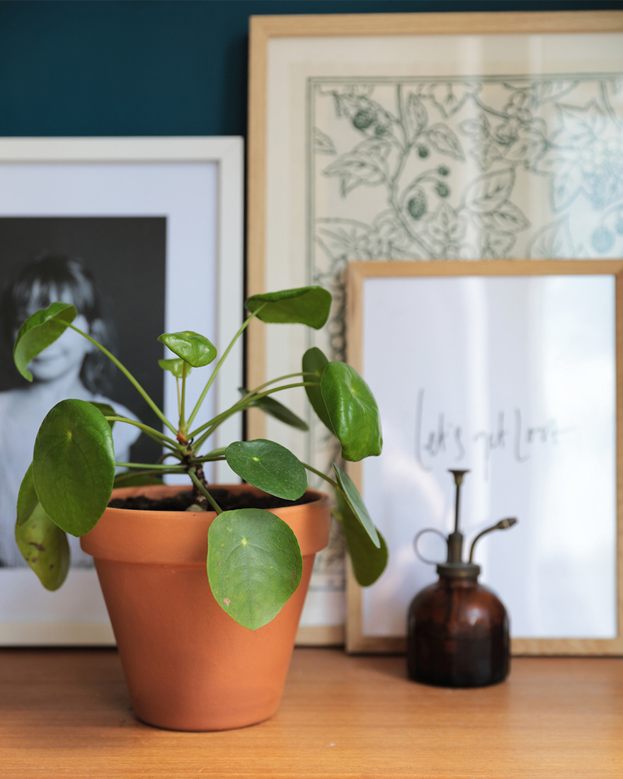 Цветы в интерьере гостиной - 10 популярных растений для озеленения гостиной