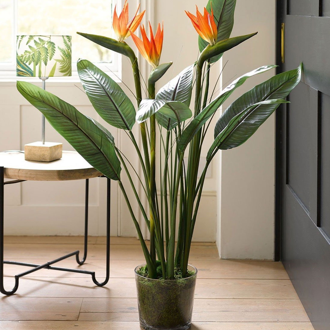 10 самых красивых комнатных растений