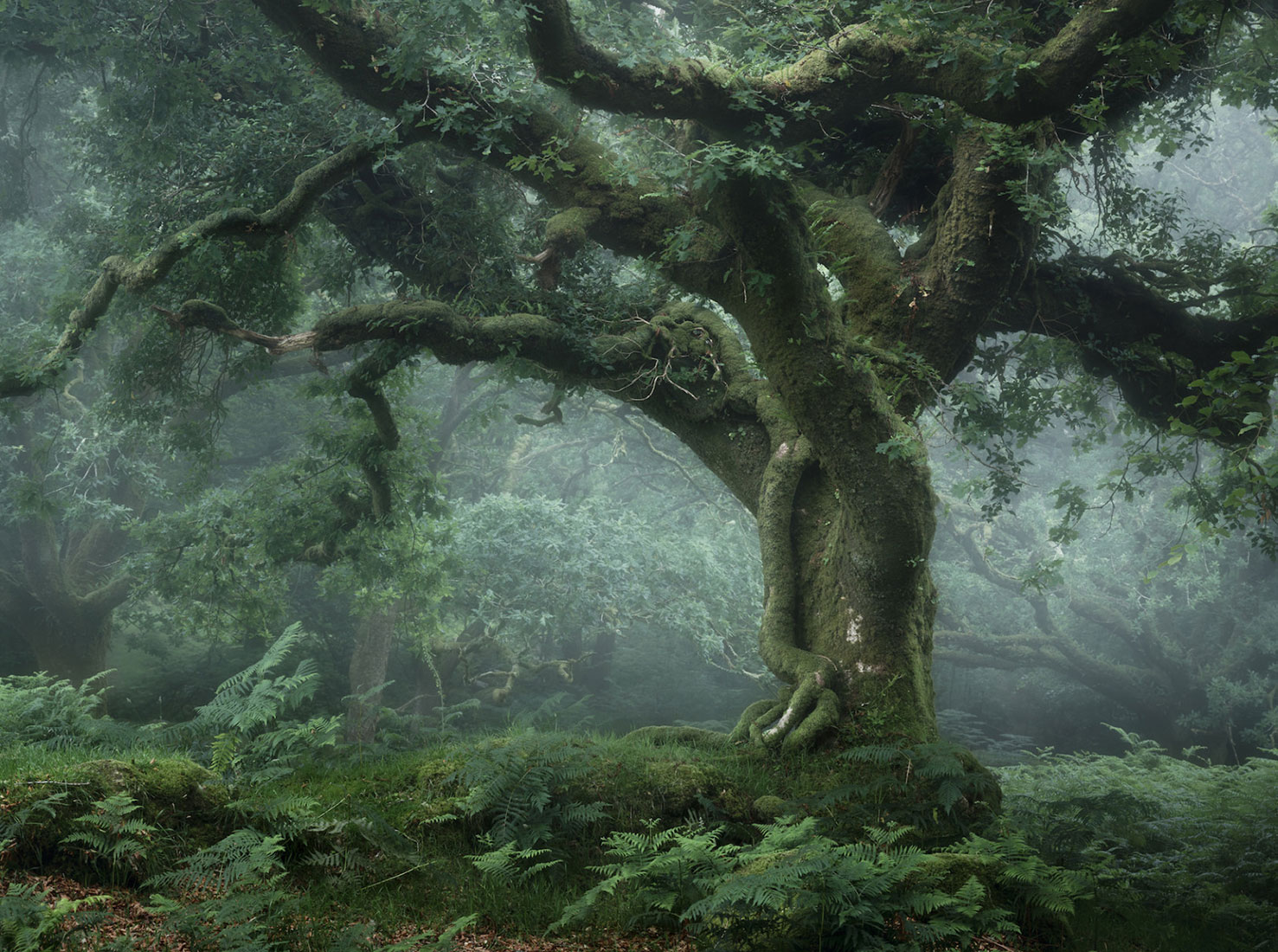 Заповедные леса на фотографиях Нила Бернелла