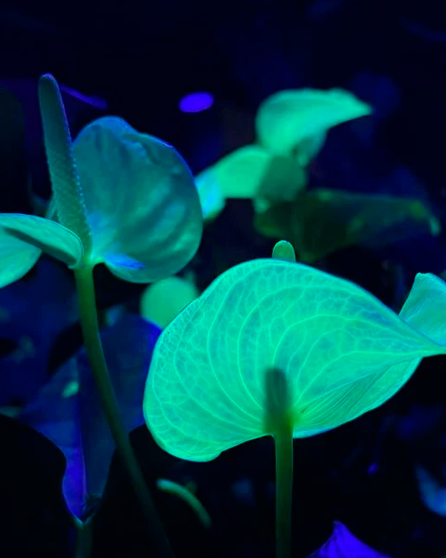 флуоресцентные цветы фото