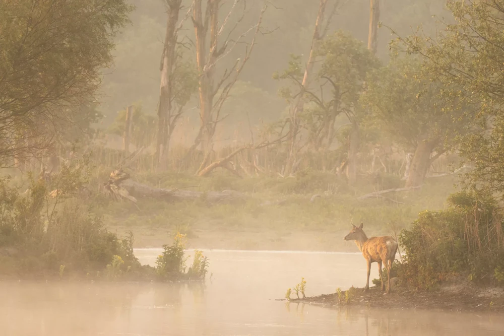 Nature Photographer of the Year фото