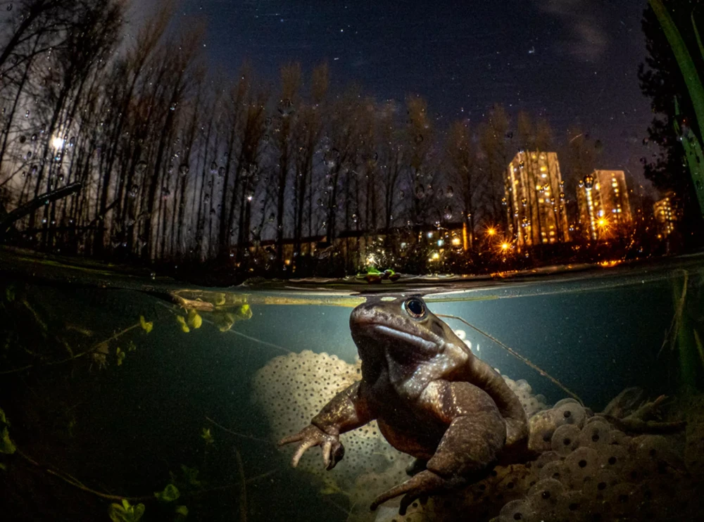 Подводная фотография фото