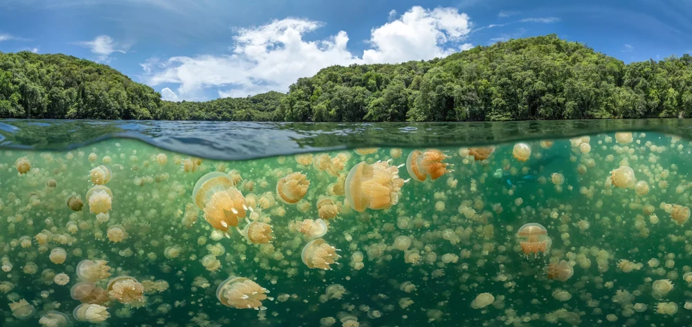 Подводная фотография фото