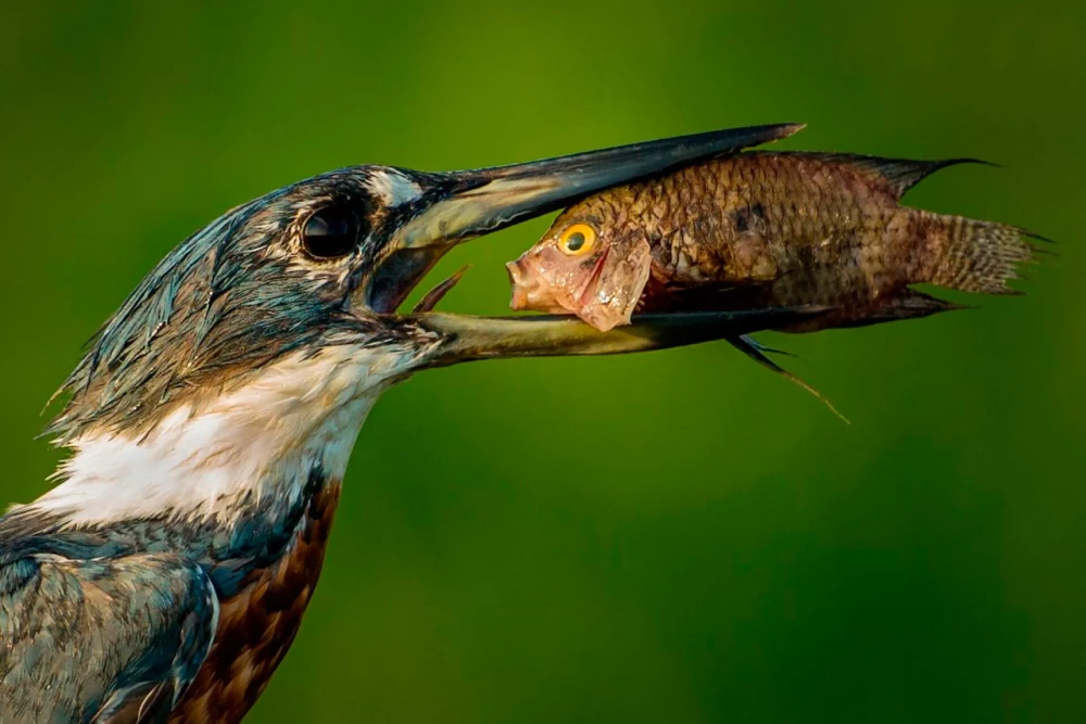 Comedy Wildlife Photography Awards 2021 фото