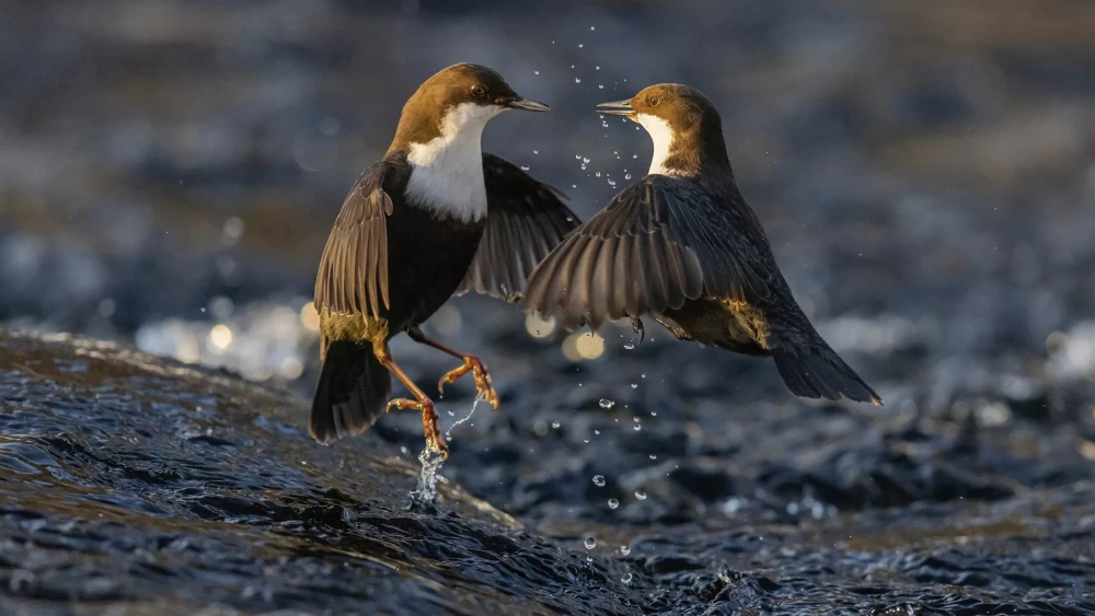 Wildlife Photographer of the Year 2022 фото