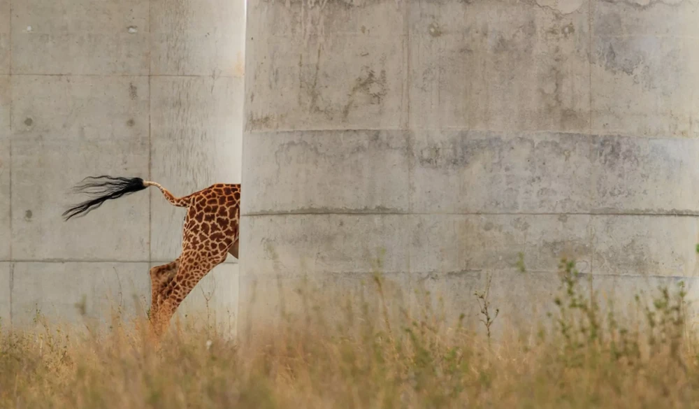 Wildlife Photographer of the Year 2022 фото