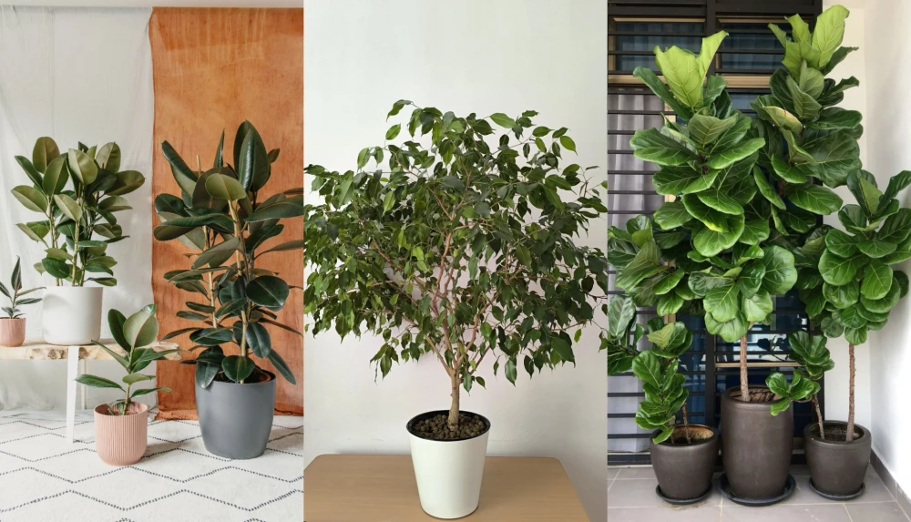Растения в интерьере фото