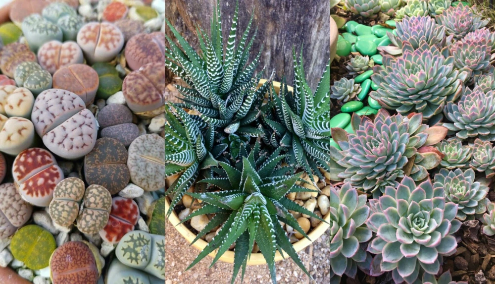 комнатные растения фото