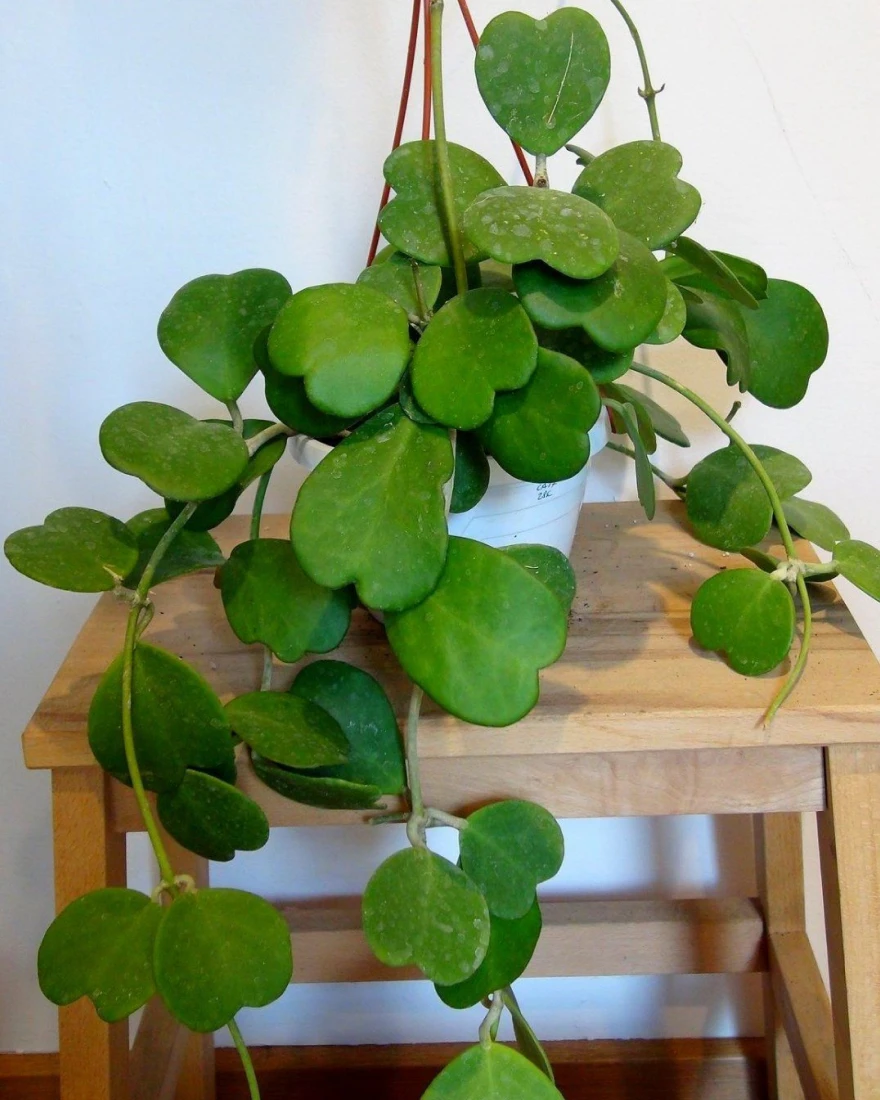 комнатные растения фото