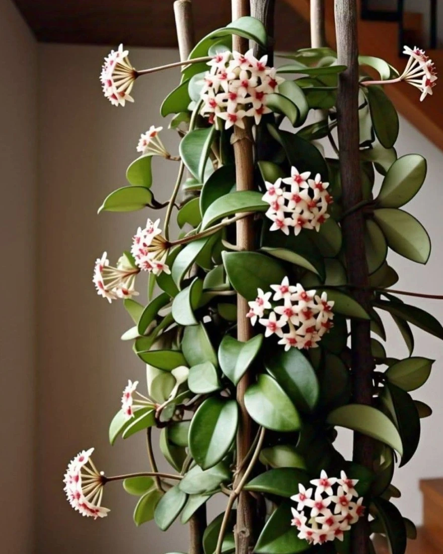 комнатные растения фото