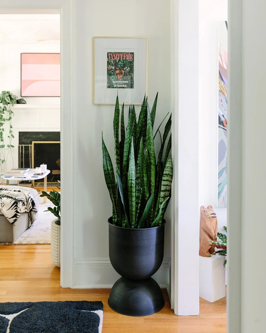 комнатные растения в интерьере фото