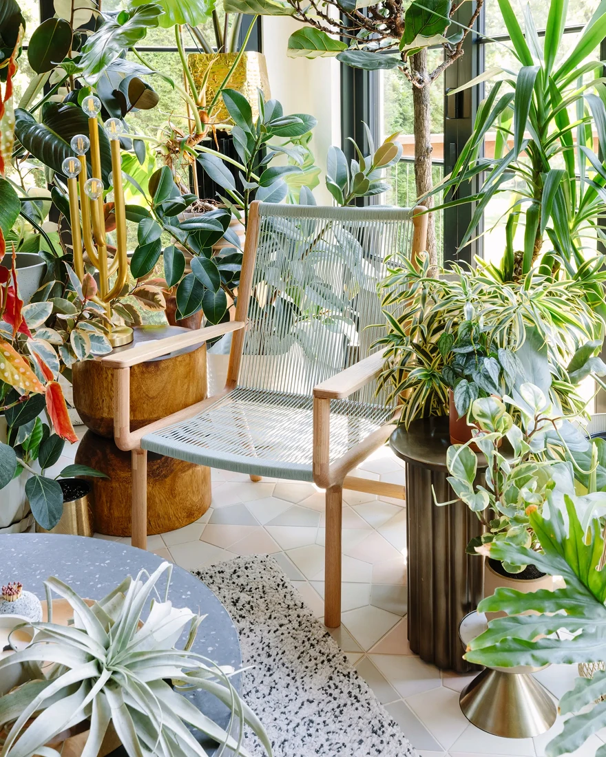 комнатные растения в интерьере фото