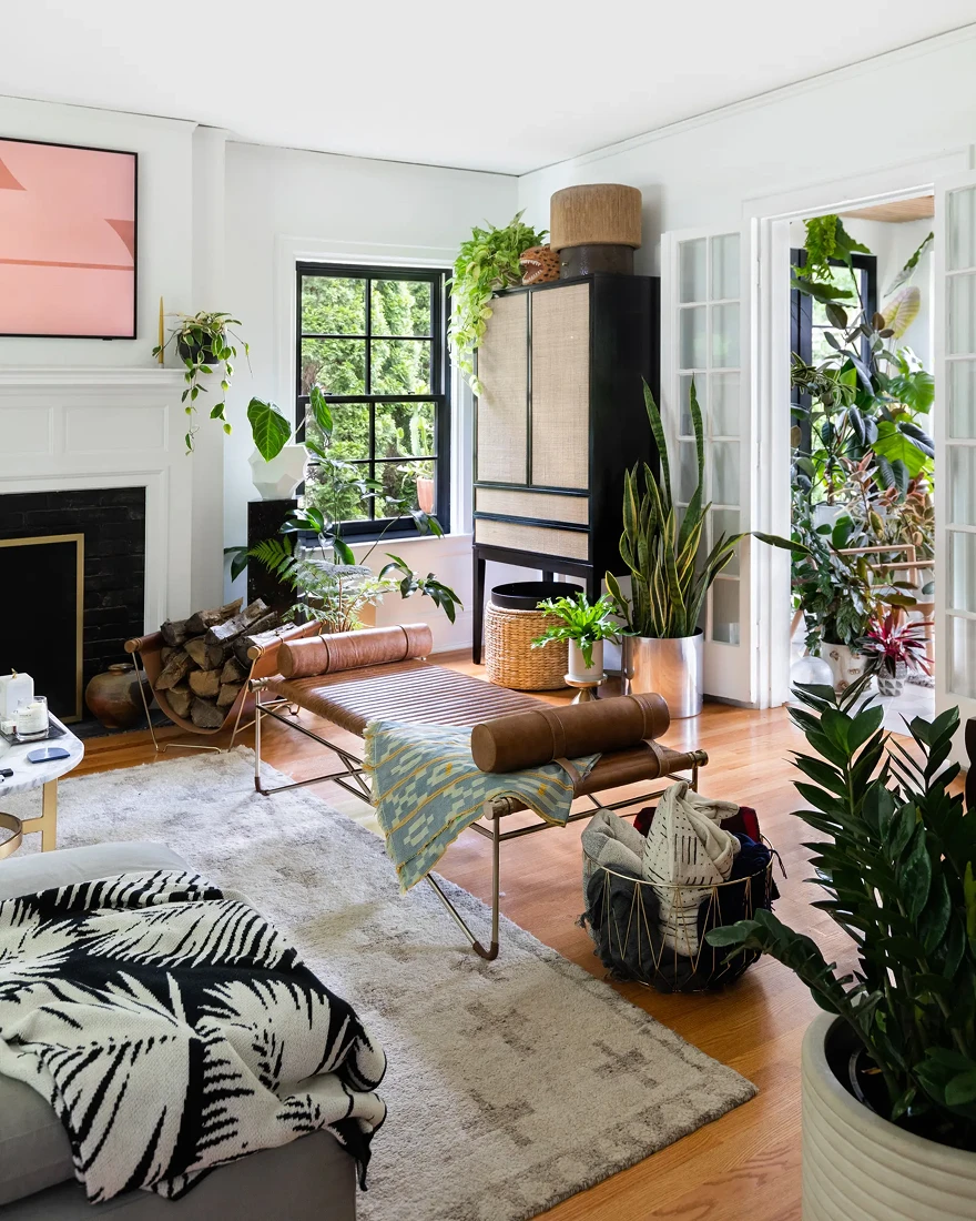 комнатные растения фото