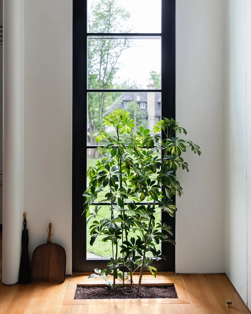 Растения в интерьере фото