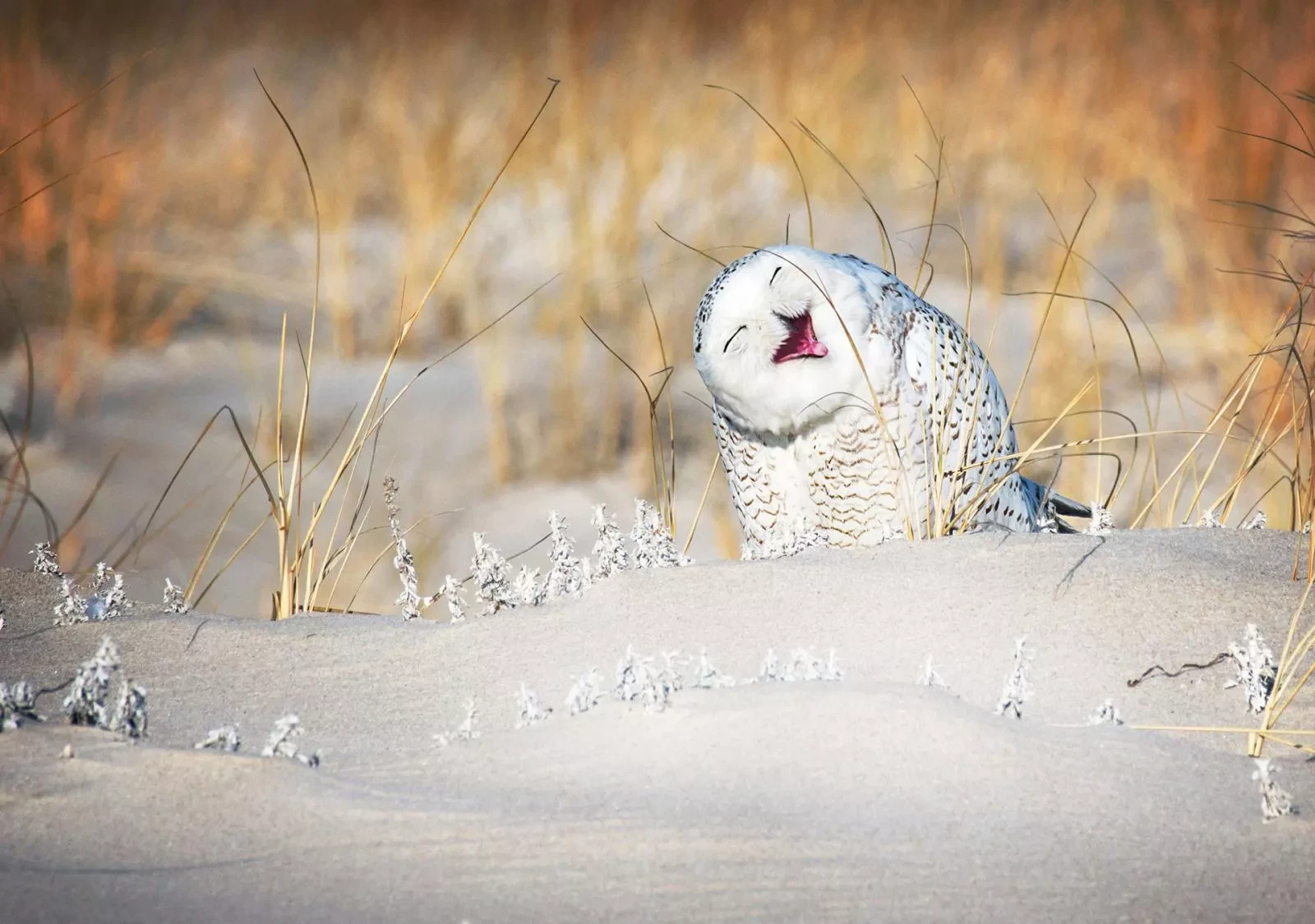 Веселые животные: лучшие снимки Comedy Wildlife Photography Awards 2019