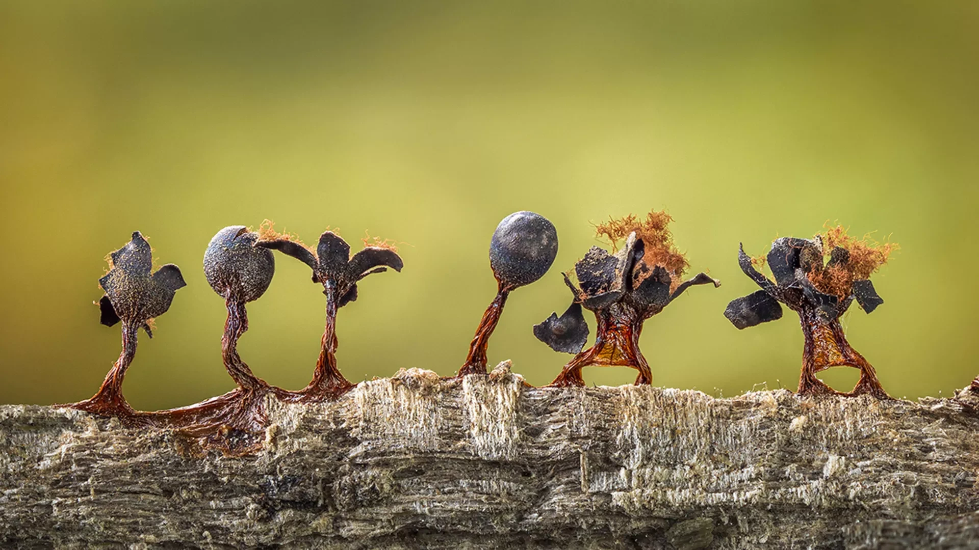 Close-Up Photographer of the Year 2020: мир насекомых на фото