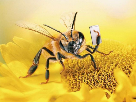 Пчела-инфлюенсер с 137 000 подписчиков