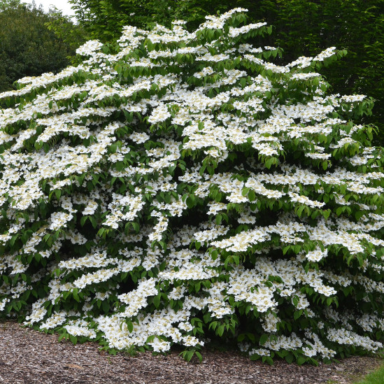 10 лучших растений Chelsea Flower Show