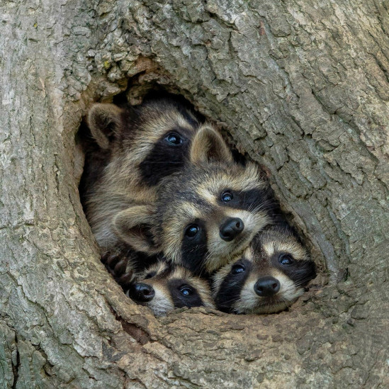 Comedy Wildlife Photography Awards 2021: смешные животные