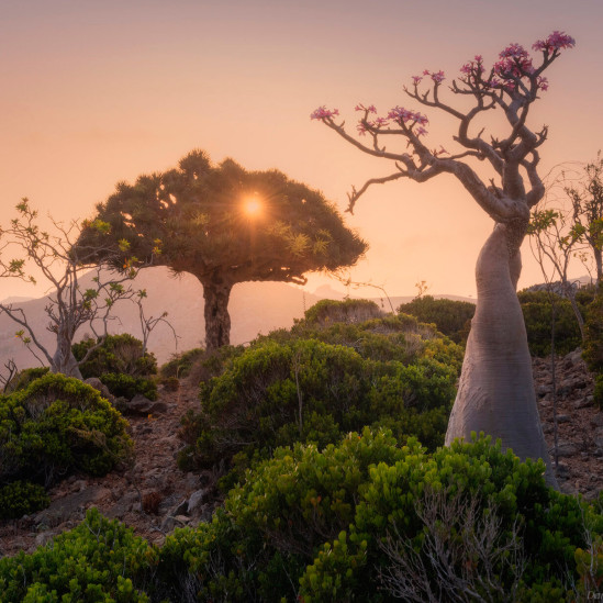 Фотограф Даниил Коржонов: драконовы деревья на Сокотре