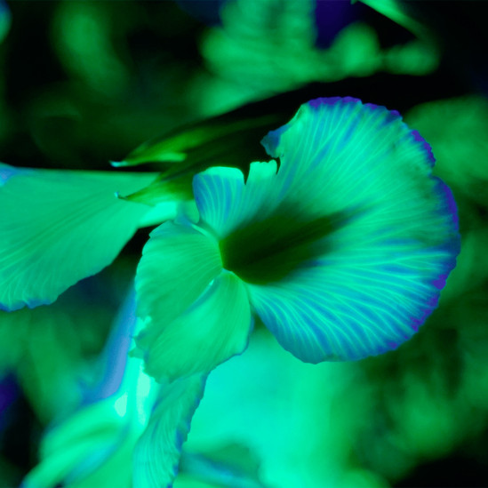 Aglaé: флуоресцентные цветы и листья
