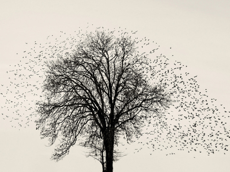 Птицы над датскими болотами в фотопроекте Сорена Солкера