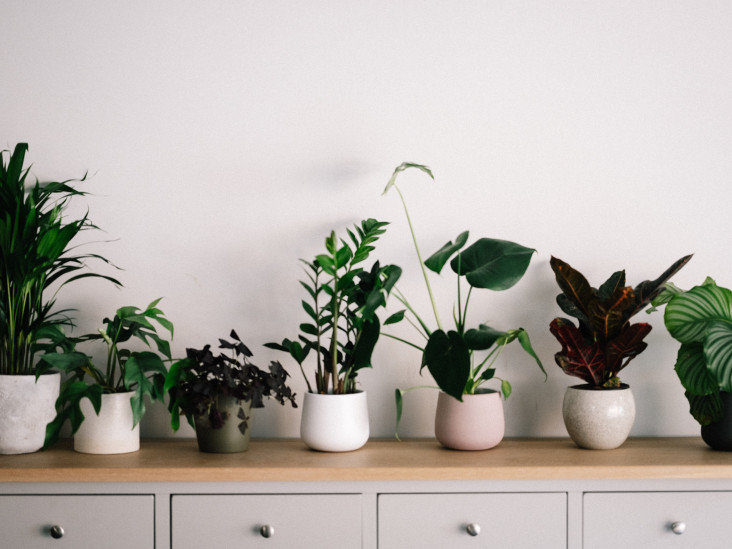 Тренды 2023/2024: самые модные комнатные растения