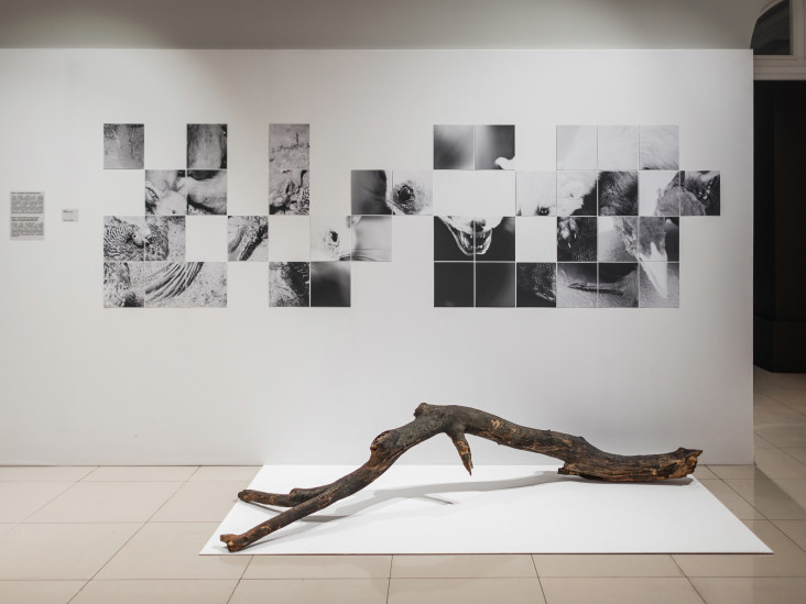 Премия и ярмарка SCAN: разговор с директором арт-проекта Лилианой Маррэ