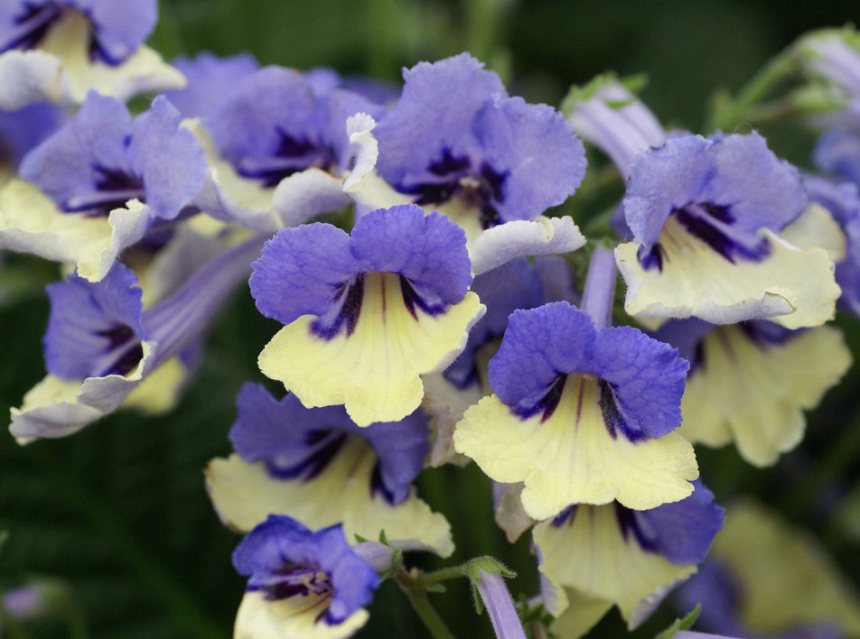 10 лучших растений Chelsea Flower Show
