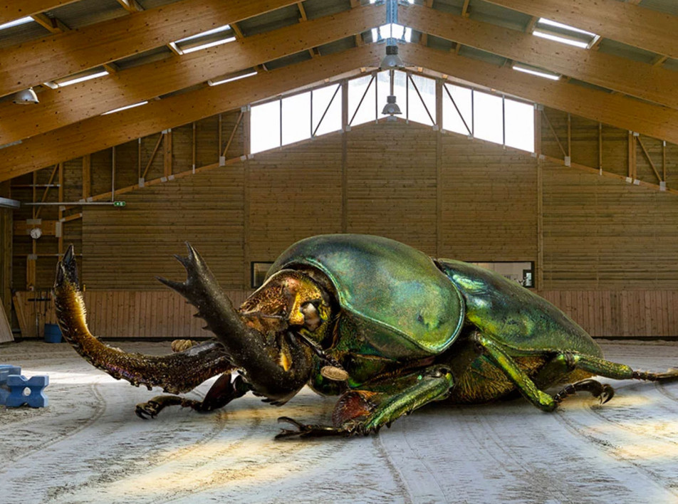 Рено Марион и фотографии невероятных насекомых