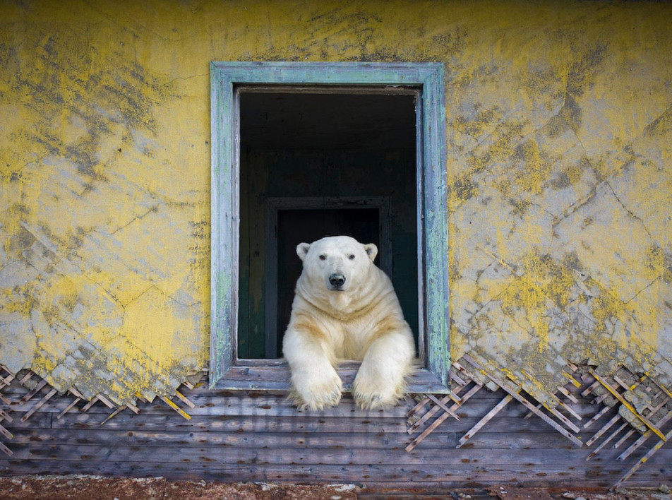Лауреаты Wildlife Photographer of the Year 2022: белые медведи на снимках Дмитрия Коха