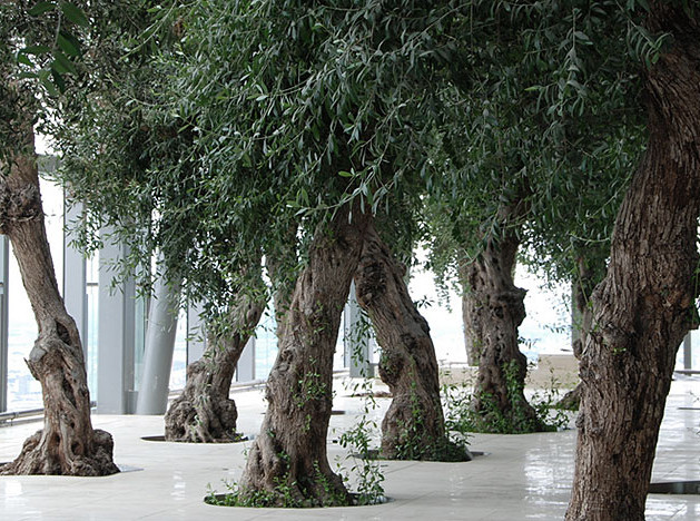 Архитектор Йен Симпсон: оливковый сад на 35-м этаже