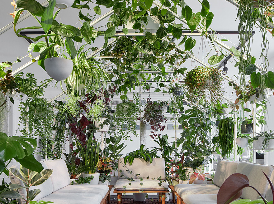 Офис Poetizer: минимализм в диких джунглях