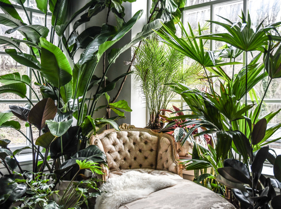 Комнатные растения в интерьере: 40 примеров и полный гайд по выбору и уходу