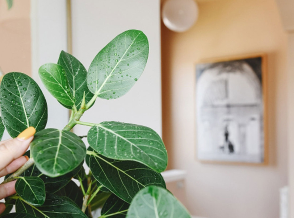 5 самых стильных комнатных растений 2022 года по версии соцсетей