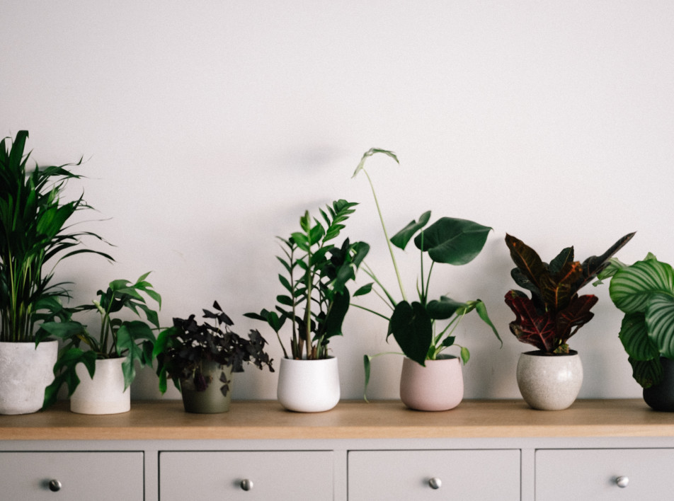 Тренды 2023/2024: самые модные комнатные растения