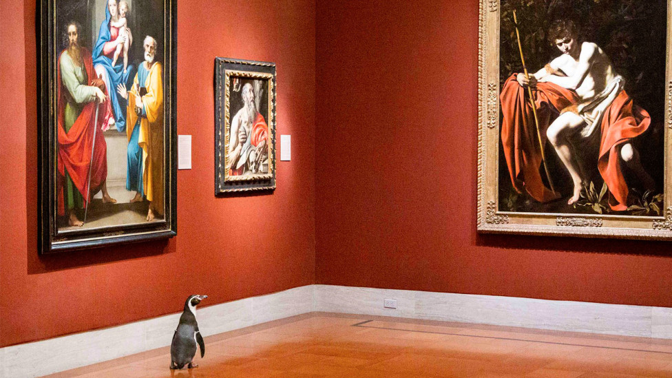 Экскурсия для пингвинов: коллаб музея и зоопарка