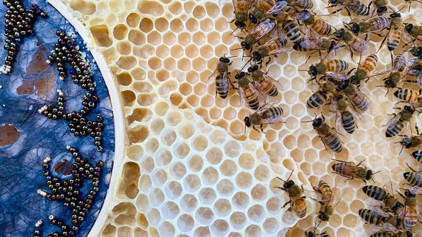 Ава Рот: женское искусство, пчелы и рукоделие