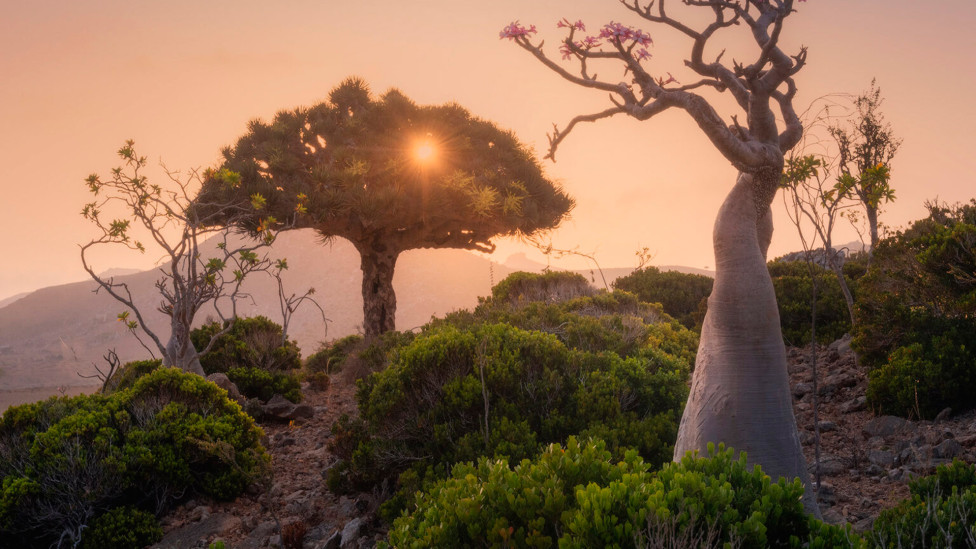 Фотограф Даниил Коржонов: драконовы деревья на Сокотре