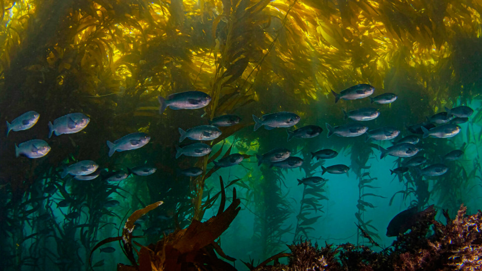 Подводный мир на снимках Дугласа Клуга