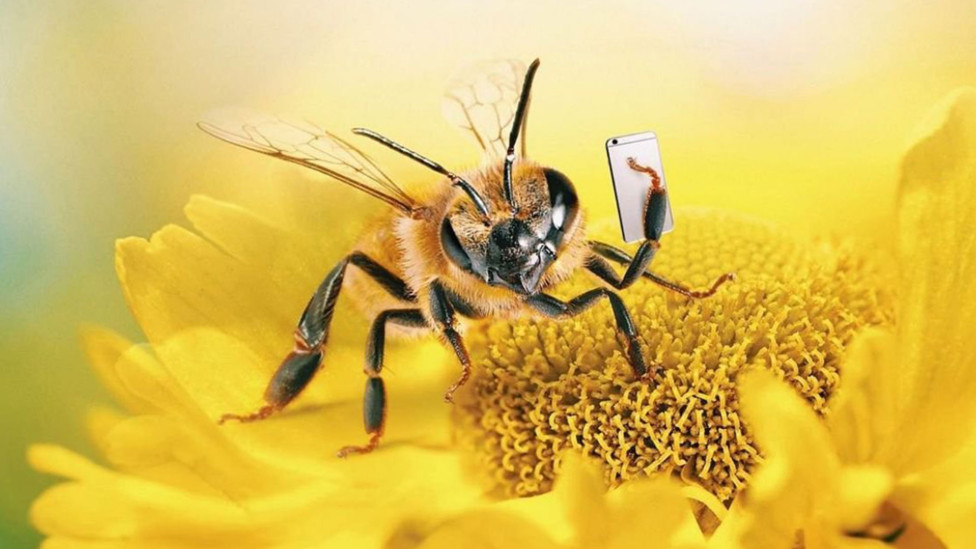 Пчела-инфлюенсер с 137 000 подписчиков