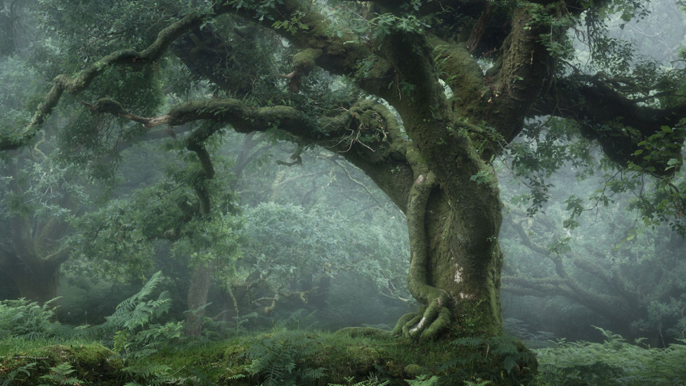 Заповедные леса на фотографиях Нила Бернелла